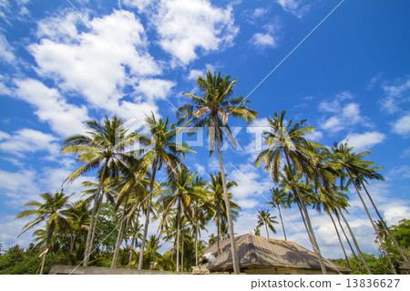 Tropical palms. Tropical palms. 13836627