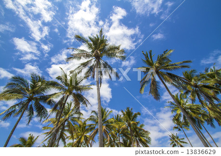 Tropical palms. Tropical palms. 13836629