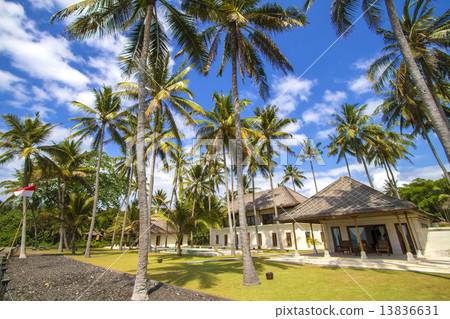 Tropical palms. Tropical palms. 13836631