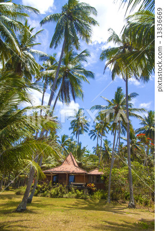 Tropical palms. Tropical palms. 13836669