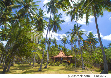 Tropical palms. Tropical palms. 13836670