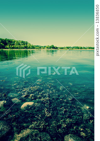 Lake scenery with seaweed 13836850