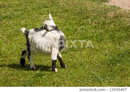 Young capra hircus goat on grass Young capra hircus goat on grass 13836867