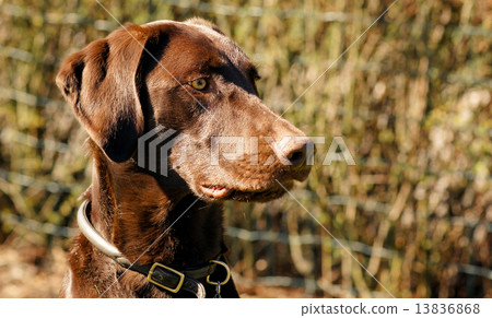 Hunting dog Hunting dog 13836868