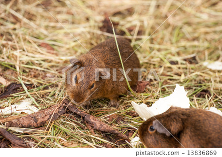 Flock of guinea pigs eating Flock of guinea pigs eating 13836869
