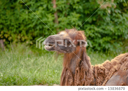 Camel headshot on natural surroundings Camel headshot on natural surroundings 13836870
