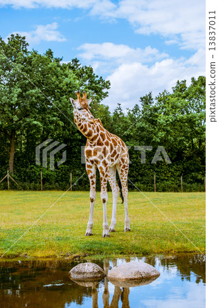 Thirsty giraffe looking into the water Thirsty giraffe looking into the water 13837011