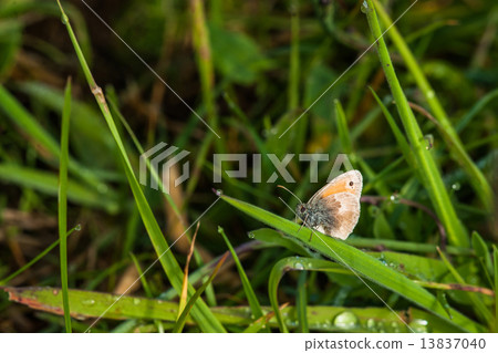 Coenonympha pamphilus butterfly on a leaf 13837040