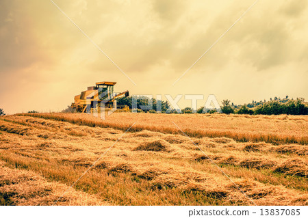 Harvester on a dry field Harvester on a dry field 13837085