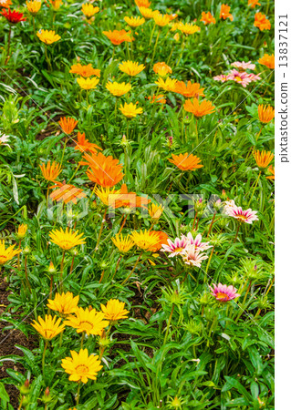 Beautiful summerflowers on a green meadow 13837121