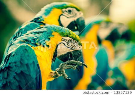 Macaw parrots sitting on a row 13837129