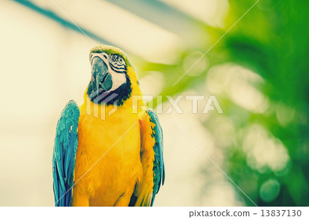 Beautiful blue and yellow macaw parrot 13837130
