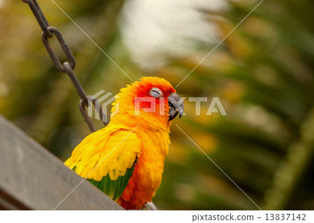 Sun Conure parrot on a swing 13837142