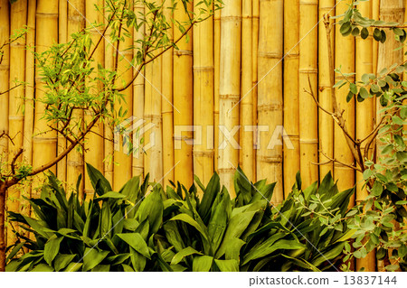 Bamboo fence in asian garden 13837144