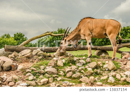 Eland antelope grassing on the savannah 13837154