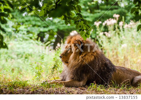 Male lion laying in a forest 13837155