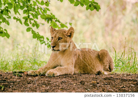 Young lion taken a rest Young lion taken a rest 13837156