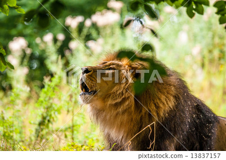 Big male lion roaring Big male lion roaring 13837157