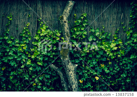 Ivy climbing an old fence Ivy climbing an old fence 13837158