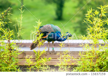 Beautiful peacock standing on wood Beautiful peacock standing on wood 13837159