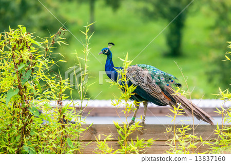 Peacock with closed feathers 13837160