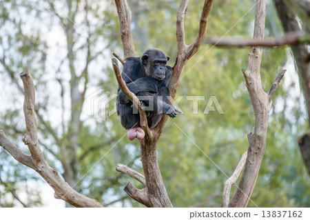Chimpanzee in a tree 13837162