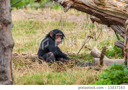 Chimp in the nature Chimp in the nature 13837163