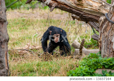 Chimp youngster in nature 13837164