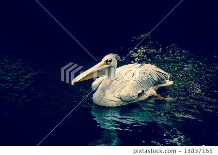 Pelican floating on water 13837165