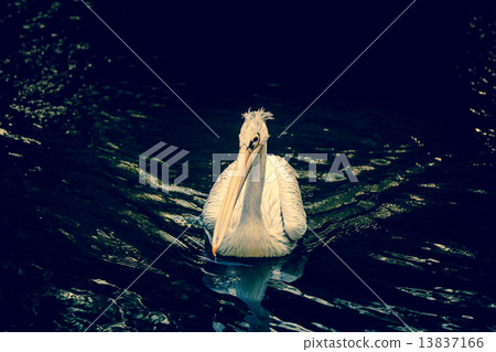 Pelican on a river 13837166