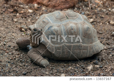 Turtle on dry land 13837167