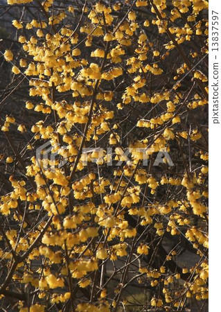 Hu Mei 03 13837597