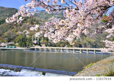 櫻花和渡月橋 櫻花和渡月橋 13837634