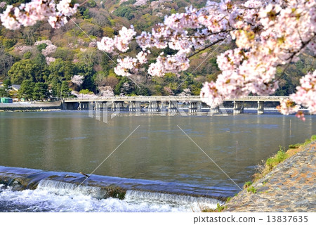 櫻花和渡月橋 櫻花和渡月橋 13837635