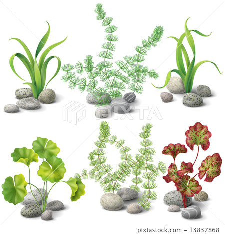 Different kinds of algae set Different kinds of algae set 13837868