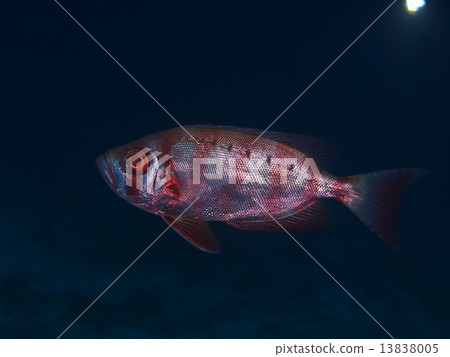 Hosekikintoki 13838005