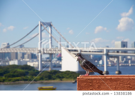 Dove and Rainbow Bridge Dove and Rainbow Bridge 13838186