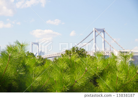 松樹和彩虹橋 13838187