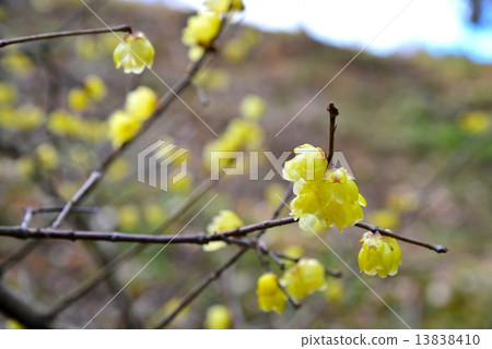 Maitreya Park Wax plum 1 13838410