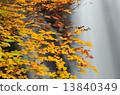 autumn leaves 13840349