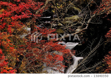 Autumn Leaves Autumn Leaves 13840350