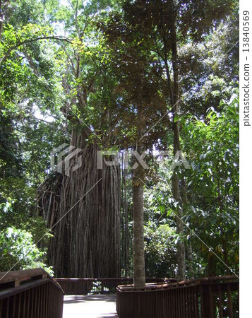 帷幕無花果樹（勒死的樹木）凱恩斯 13840569