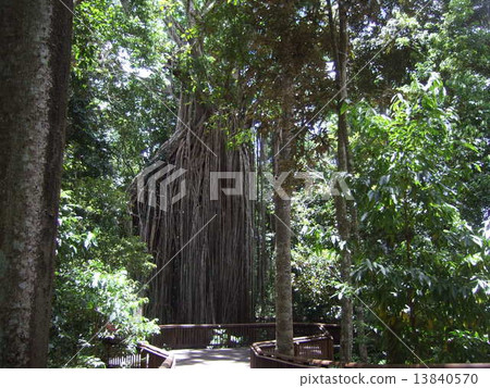 Curtain Fig tree (strangled killed trees) Cairns 13840570
