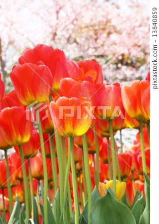 春天色鬱金香 13840859