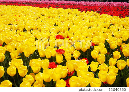 黃色鬱金香地毯 13840860