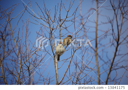 Sparrow Sparrow 13841175