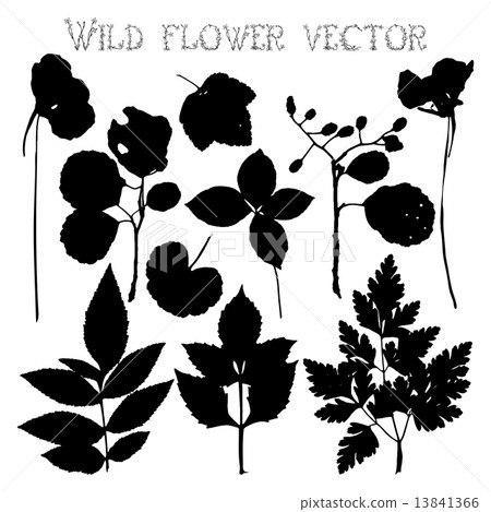 Set silhouettes of wild flowers vector Set silhouettes of wild flowers vector 13841366