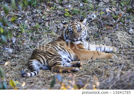 Tiger's baby 13841785