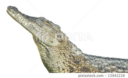 large crocodile 13842226