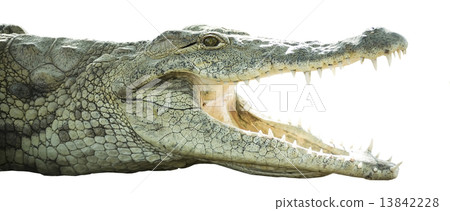 crocodile with open mouth 13842228